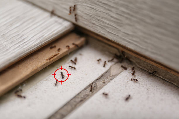 Best Affordable Pest Control Services  in Shields, MI